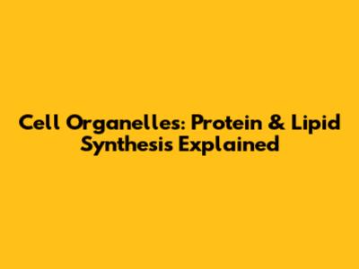 Cell Organelles: Protein & Lipid Synthesis Explained