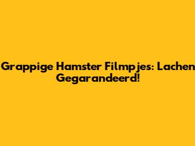 Grappige Hamster Filmpjes: Lachen Gegarandeerd!