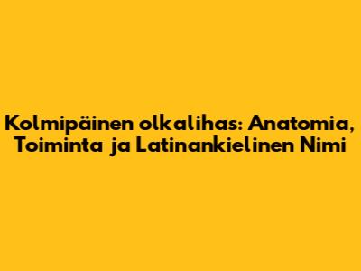 Kolmipäinen olkalihas: Anatomia, Toiminta ja Latinankielinen Nimi