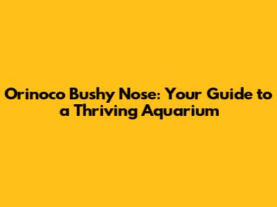 Orinoco Bushy Nose: Your Guide to a Thriving Aquarium