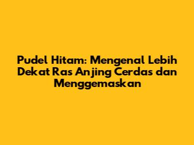 Pudel Hitam: Mengenal Lebih Dekat Ras Anjing Cerdas dan Menggemaskan
