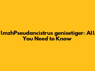 lmzhPseudancistrus genisetiger: All You Need to Know